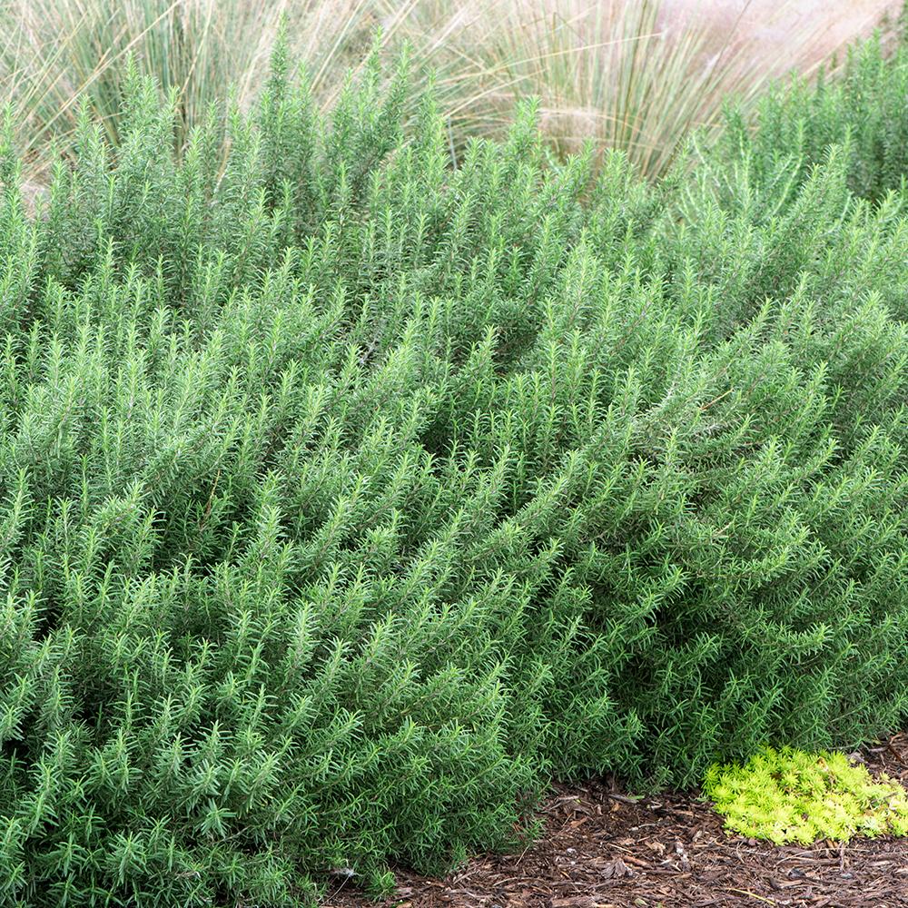 Rosemary Officialis в саксии, интензивен аромат