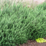 Rosemary Officialis в саксии, интензивен аромат