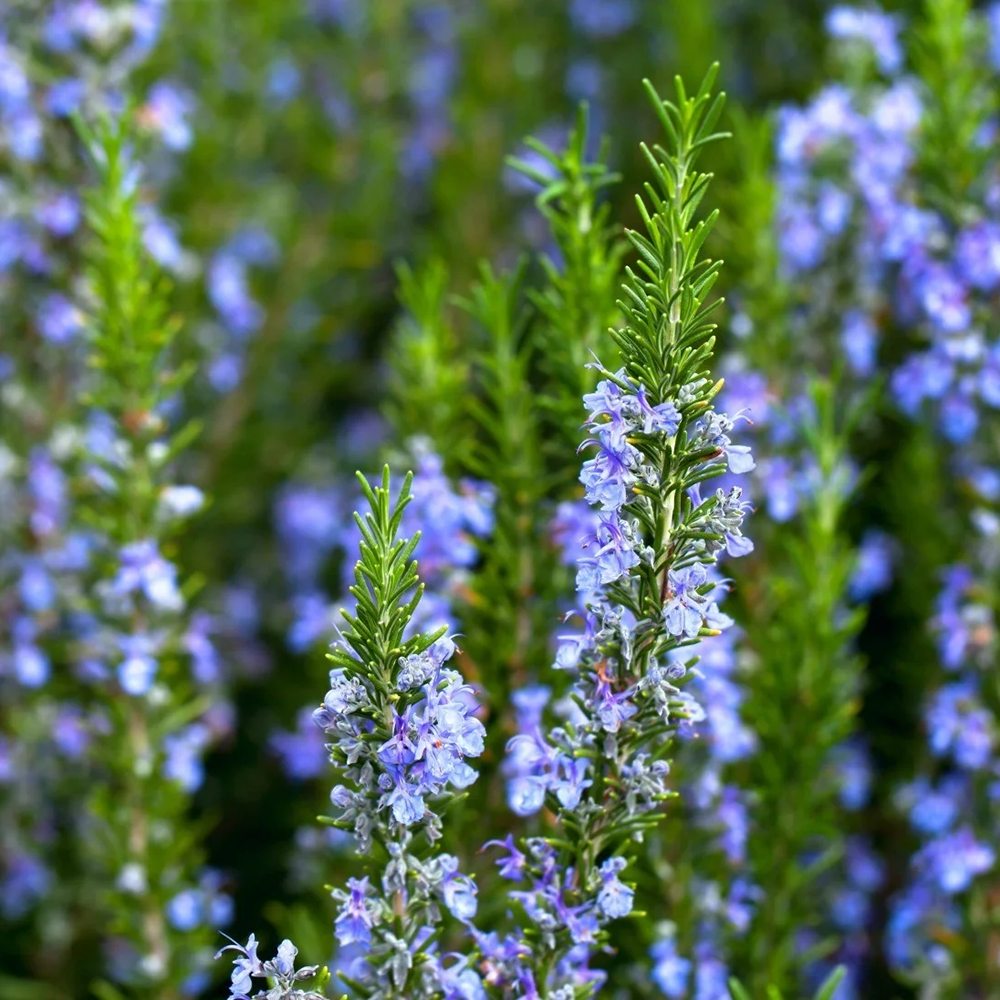 Rosemary Officialis в саксии, интензивен аромат