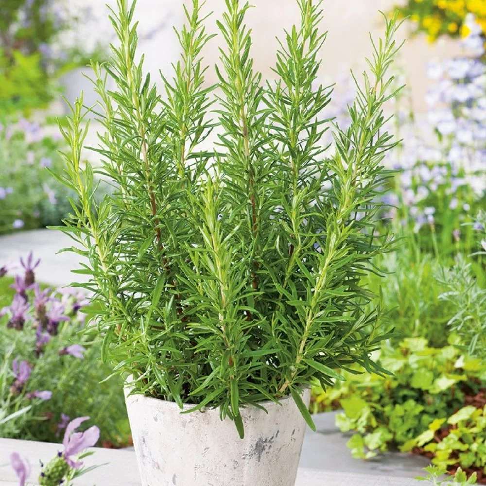 Rosemary Officialis в саксии, интензивен аромат