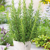 Rosemary Officialis в саксии, интензивен аромат