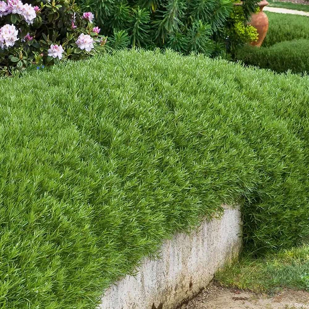 Rosemary Officialis в саксии, интензивен аромат