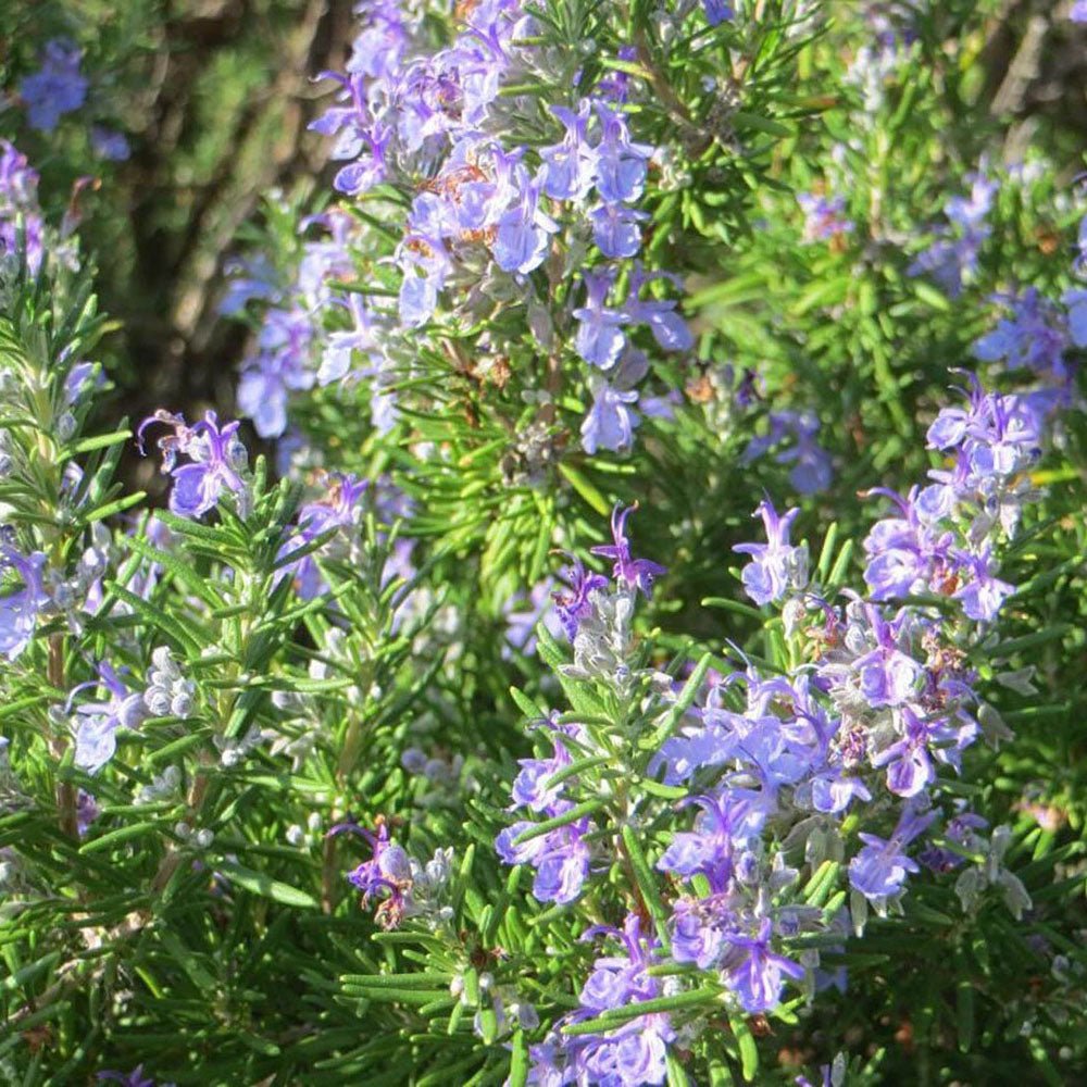 Rosemary Prostatus Flowing in pots - Интензивен парфюм