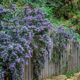 Rozmarin Prostatus Curgator in ghiveci - Parfum Intens