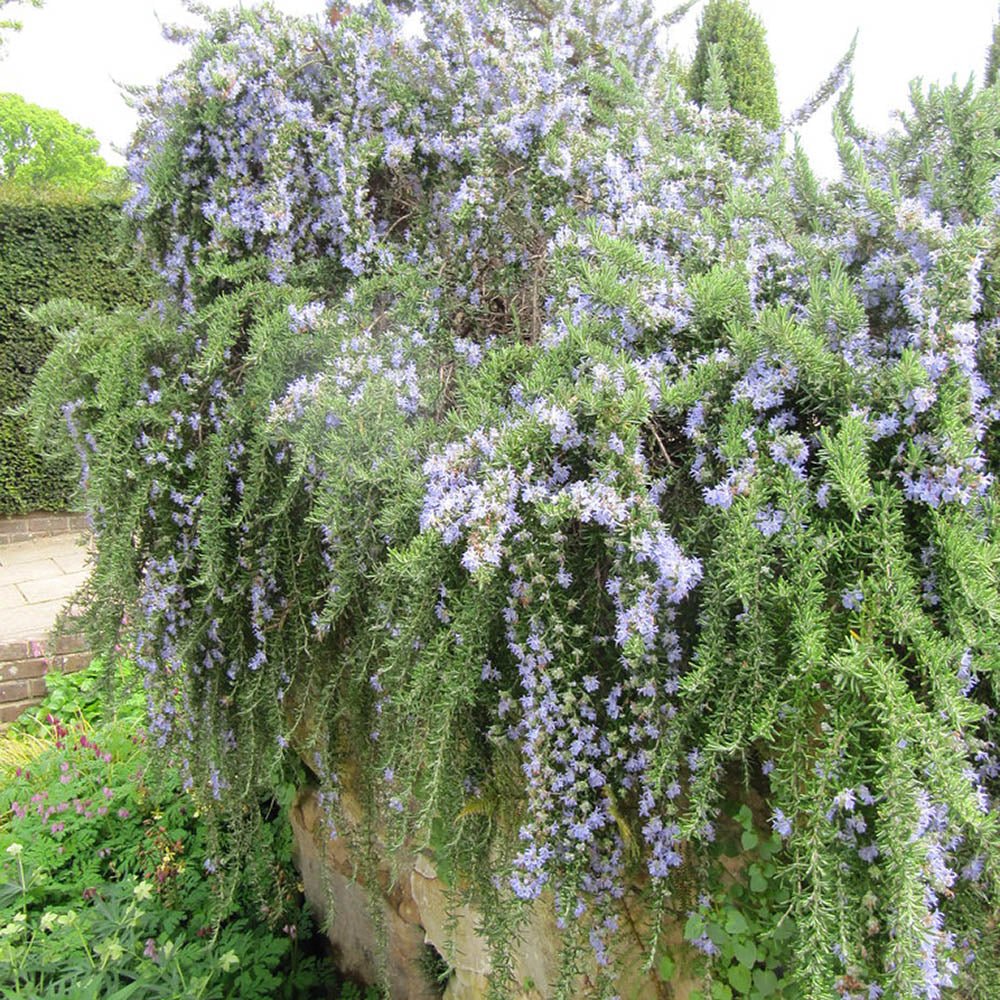 Rozmarin Prostatus Curgator in ghiveci - Parfum Intens