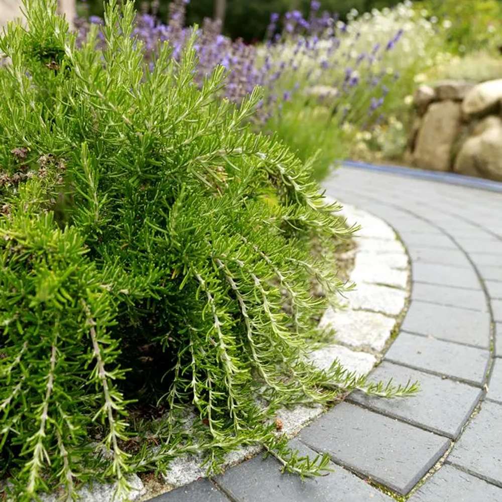 Rozmarin Prostatus Curgator in ghiveci - Parfum Intens