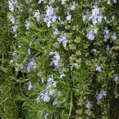 Rosemary Prostatus Flowing in pots - Интензивен парфюм