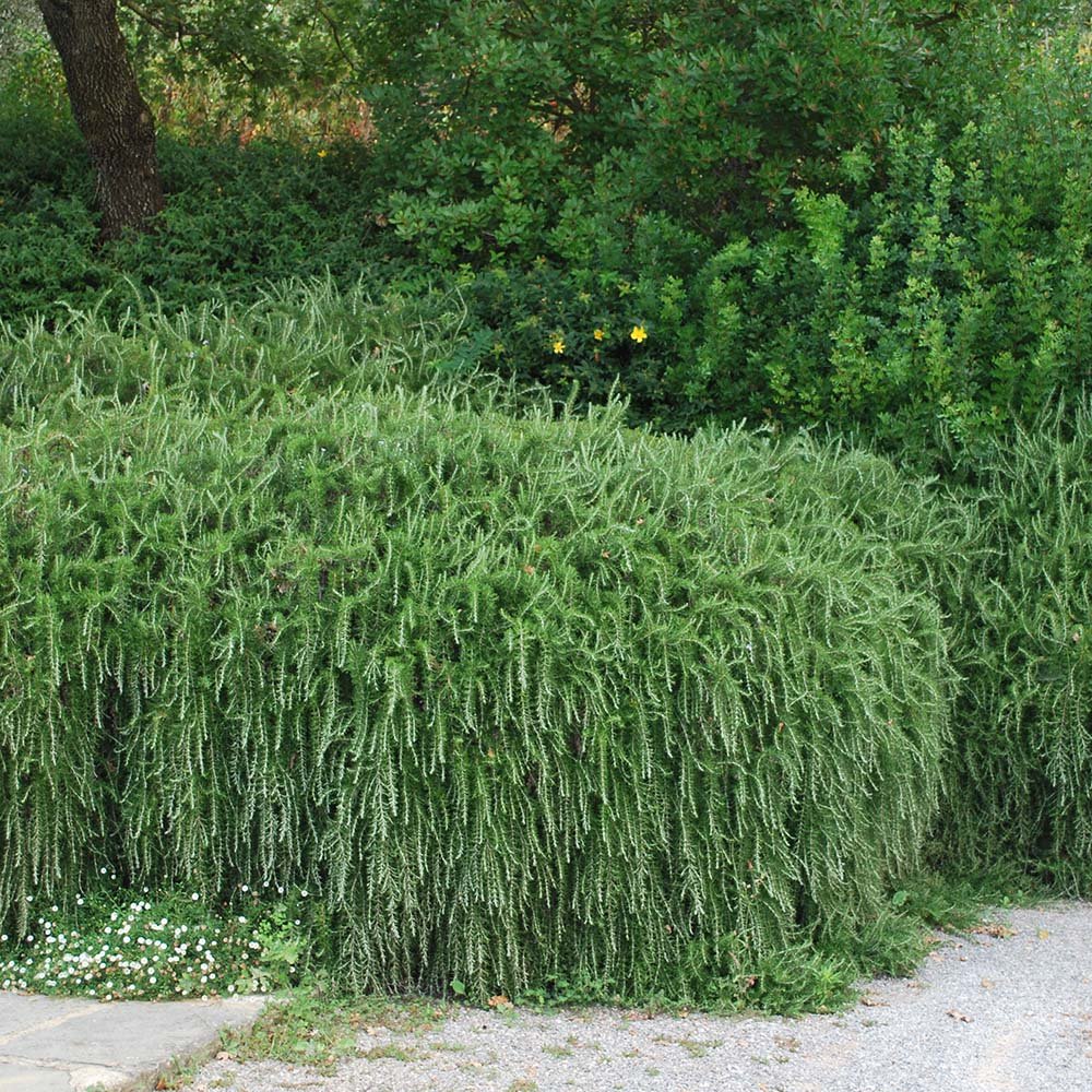 Rozmarin Prostatus Curgator in ghiveci - Parfum Intens