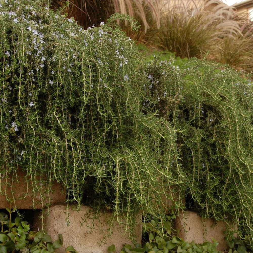 Rosemary Prostatus Flowing in pots - Интензивен парфюм