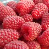 Ремонтантна малина Amal Red (Rubus idaeus), с едри червени плодове и обилен добив, 3-та година плододаване, височина 160–180 см до края на сезона