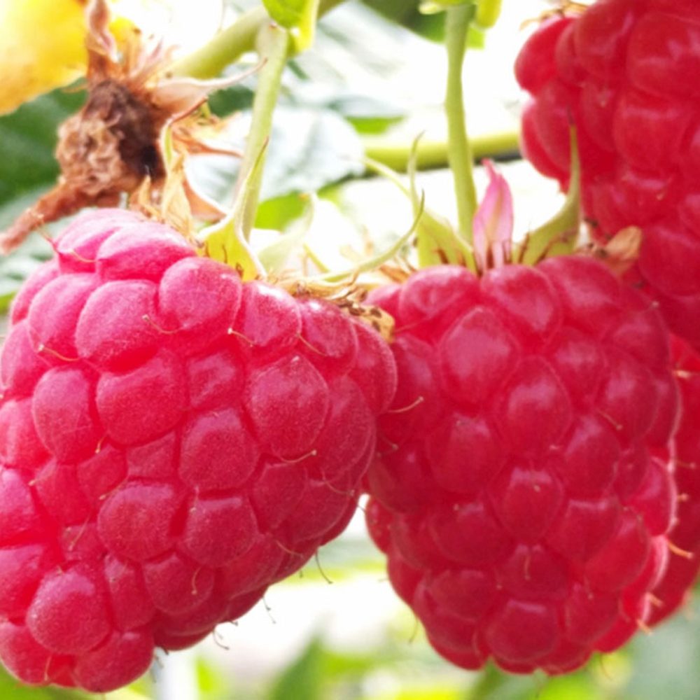 Ремонтантна малина Amal Red (Rubus idaeus), с едри червени плодове и обилен добив, 3-та година плододаване, височина 160–180 см до края на сезона