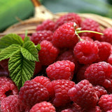 Ремонтантна малина Angel (Rubus idaeus), с едри червени плодове и двоен добив, силен храст за градина, 3-та година плододаване, височина 160–180 см до края на сезона