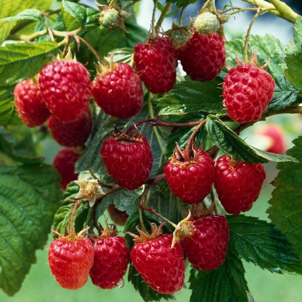 Ремонтантна малина Angel (Rubus idaeus), с едри червени плодове и двоен добив, силен храст за градина, 3-та година плододаване, височина 160–180 см до края на сезона
