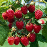 Ремонтантна малина Angel (Rubus idaeus), с едри червени плодове и двоен добив, силен храст за градина, 3-та година плододаване, височина 160–180 см до края на сезона