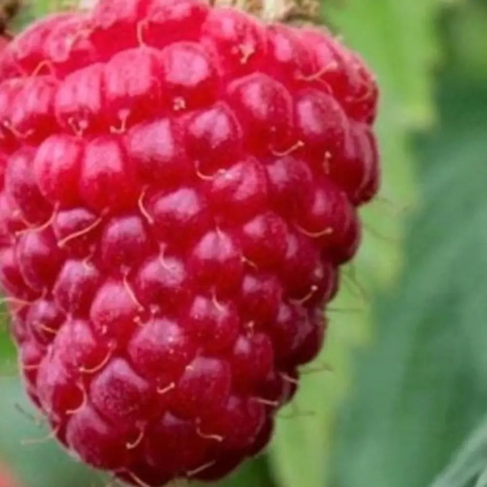 Малина Wonder (Rubus idaeus), продуктивен ремонтантен сорт с едри червени плодове и много висок добив, 3-та година плододаване, височина 160–180 см до края на сезона