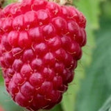 Малина Wonder (Rubus idaeus), продуктивен ремонтантен сорт с едри червени плодове и много висок добив, 3-та година плододаване, височина 160–180 см до края на сезона