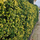 Salba Japoneza Euonimus Aureomarginatus