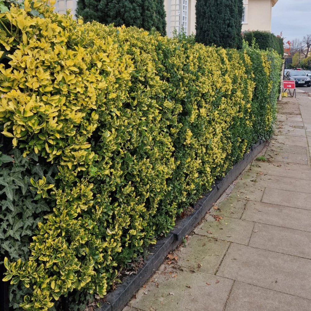 Salba Japoneza Euonimus Aureomarginatus