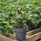 Salba Japoneza Euonimus Aureomarginatus