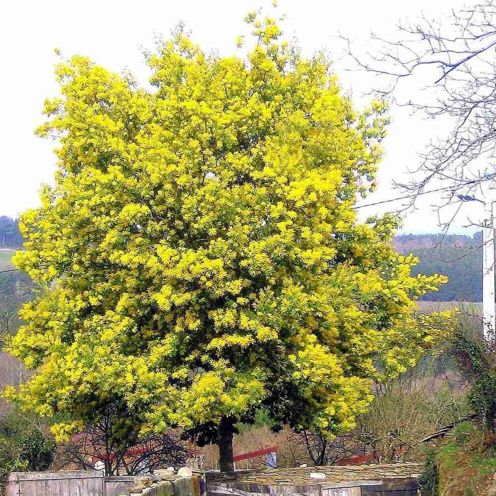 Сребриста акация (Acacia dealbata), декоративно дърво с ароматни жълти цветове, нуждае се от защита при студени зими
