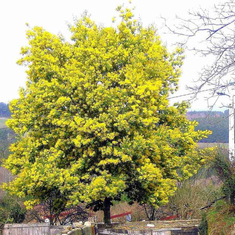 Сребриста акация (Acacia dealbata), декоративно дърво с ароматни жълти цветове, нуждае се от защита при студени зими