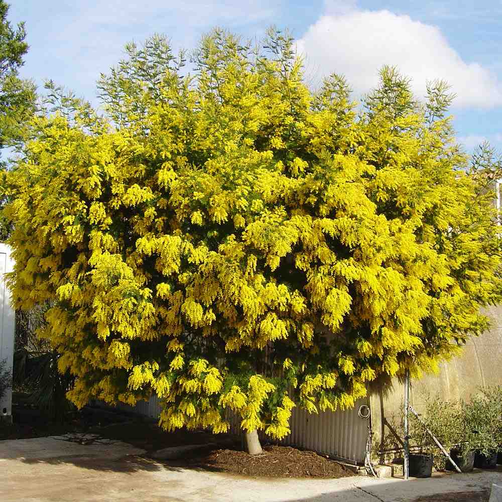 Сребриста акация (Acacia dealbata), декоративно дърво с ароматни жълти цветове, нуждае се от защита при студени зими