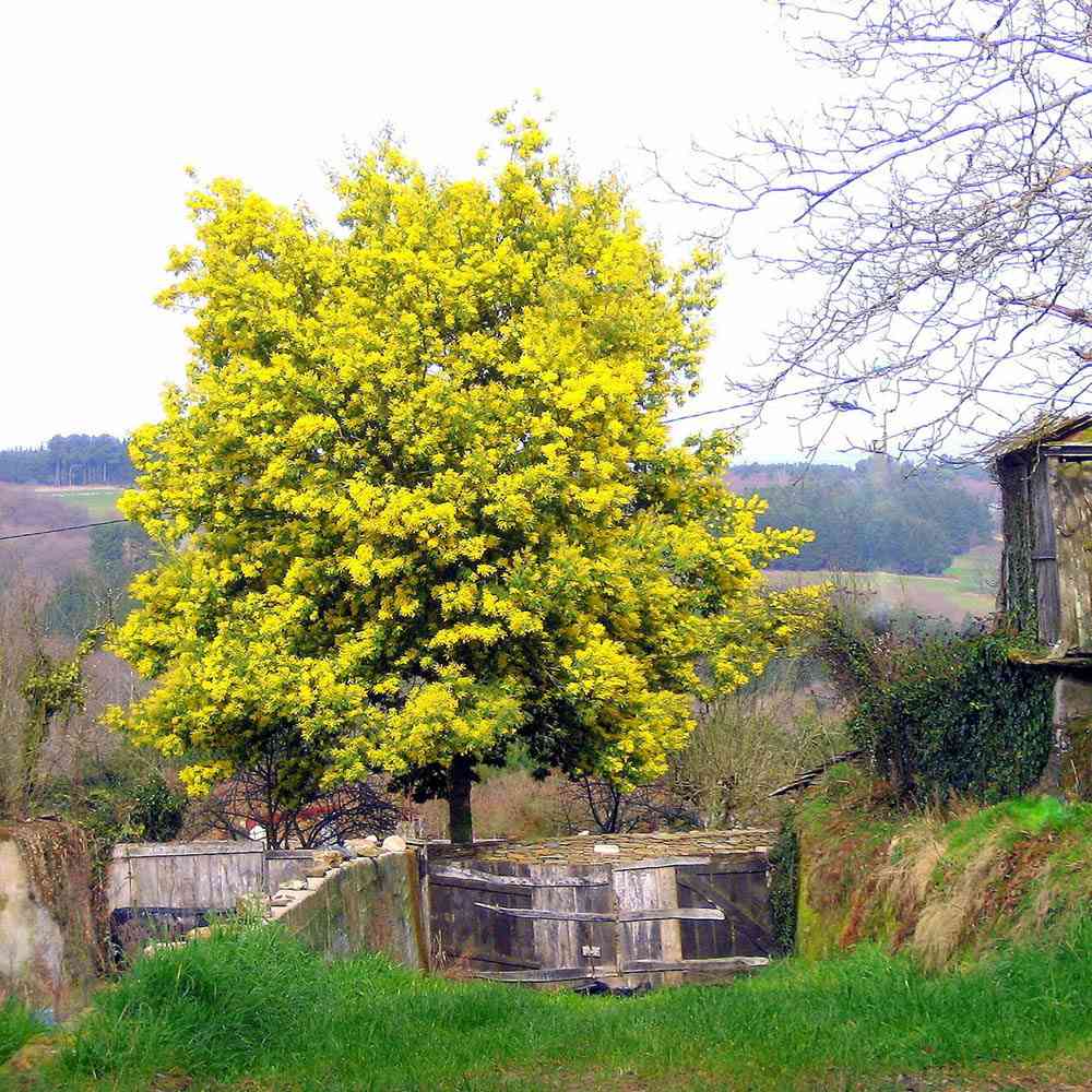 Сребриста акация (Acacia dealbata), декоративно дърво с ароматни жълти цветове, нуждае се от защита при студени зими
