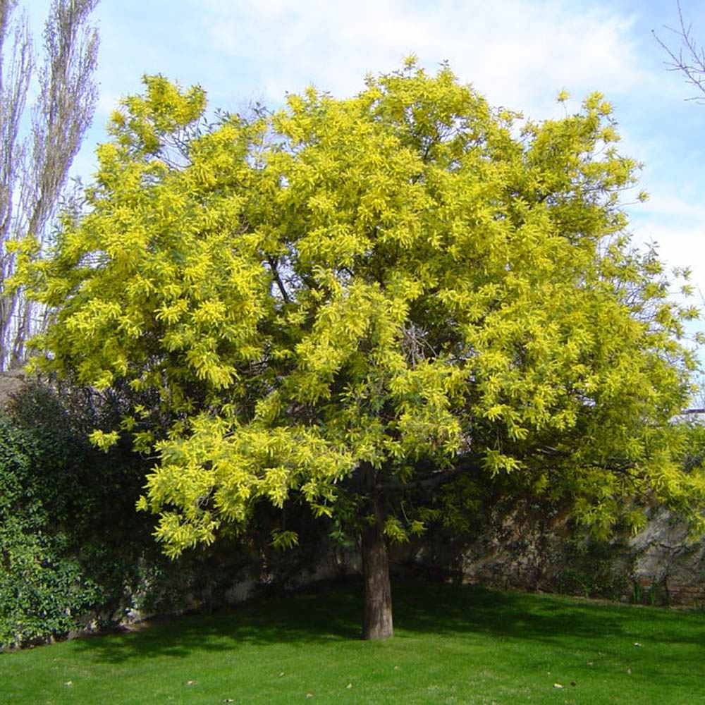 Сребриста акация (Acacia dealbata), декоративно дърво с ароматни жълти цветове, нуждае се от защита при студени зими