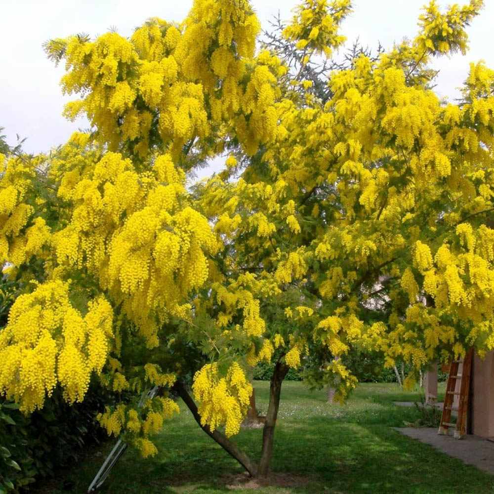 Сребриста акация (Acacia dealbata), декоративно дърво с ароматни жълти цветове, нуждае се от защита при студени зими