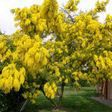 Сребриста акация (Acacia dealbata), декоративно дърво с ароматни жълти цветове, нуждае се от защита при студени зими