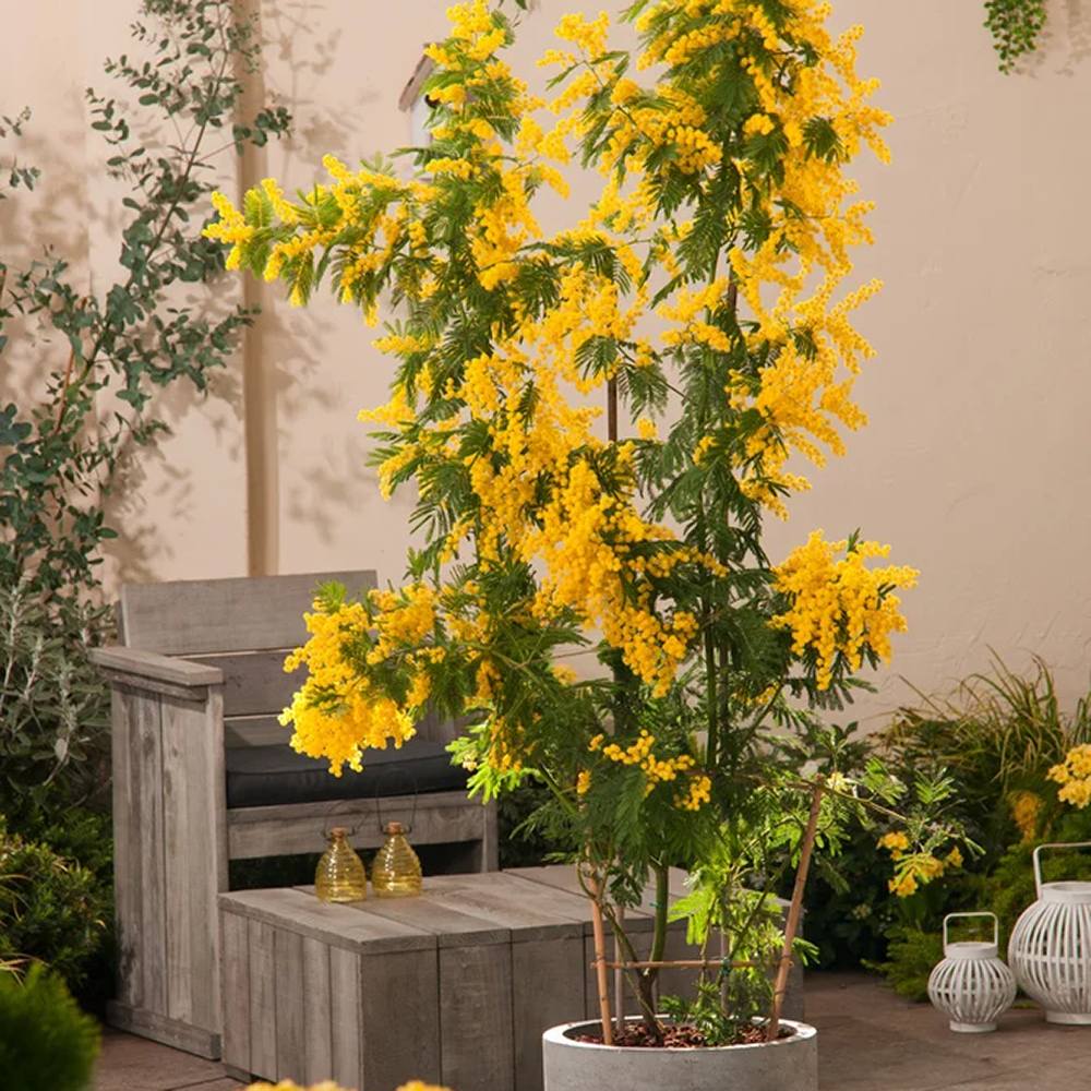 Сребриста акация (Acacia dealbata), декоративно дърво с ароматни жълти цветове, нуждае се от защита при студени зими