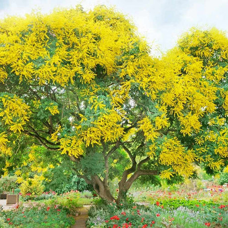 Сребриста акация (Acacia dealbata), декоративно дърво с ароматни жълти цветове, нуждае се от защита при студени зими