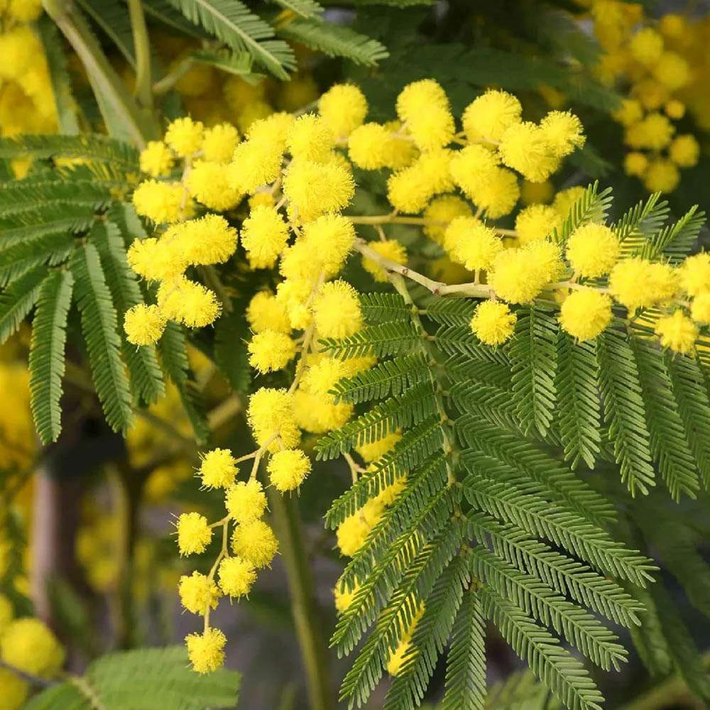 Сребриста акация (Acacia dealbata), декоративно дърво с ароматни жълти цветове, нуждае се от защита при студени зими