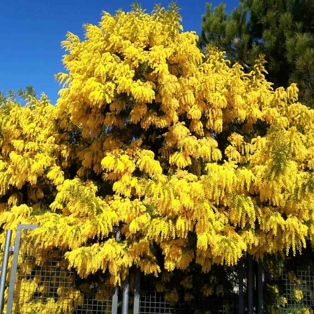 Сребриста акация (Acacia dealbata), декоративно дърво с ароматни жълти цветове, нуждае се от защита при студени зими