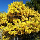 Сребриста акация (Acacia dealbata), декоративно дърво с ароматни жълти цветове, нуждае се от защита при студени зими