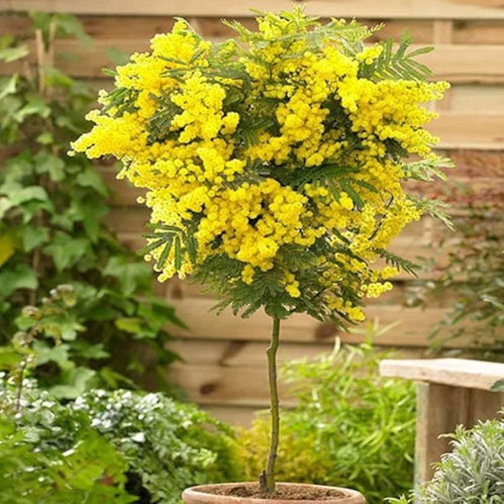 Сребриста акация (Acacia dealbata), декоративно дърво с ароматни жълти цветове, нуждае се от защита при студени зими
