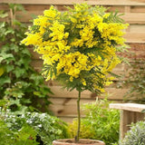 Сребриста акация (Acacia dealbata), декоративно дърво с ароматни жълти цветове, нуждае се от защита при студени зими