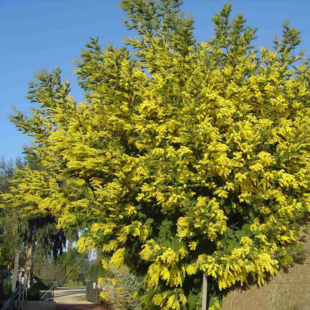 Сребриста акация (Acacia dealbata), декоративно дърво с ароматни жълти цветове, нуждае се от защита при студени зими
