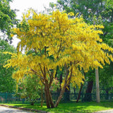 Плачеща жълта акация (Laburnum anagyroides), с жълти цветове
