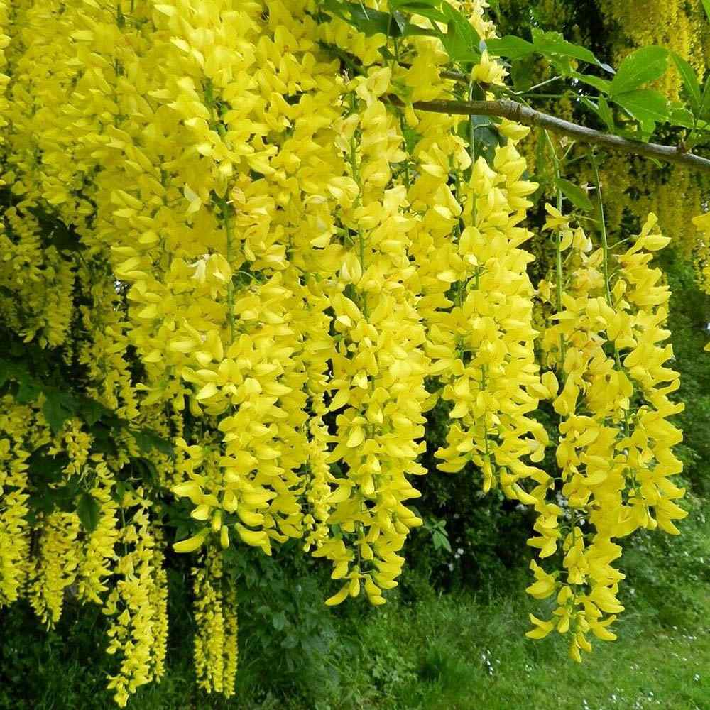 Плачеща жълта акация (Laburnum anagyroides), с жълти цветове