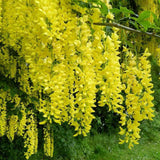 Плачеща жълта акация (Laburnum anagyroides), с жълти цветове
