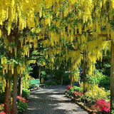 Плачеща жълта акация (Laburnum anagyroides), с жълти цветове