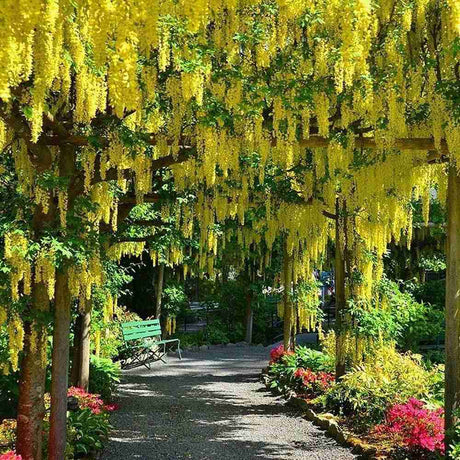 Плачеща жълта акация (Laburnum anagyroides), с жълти цветове