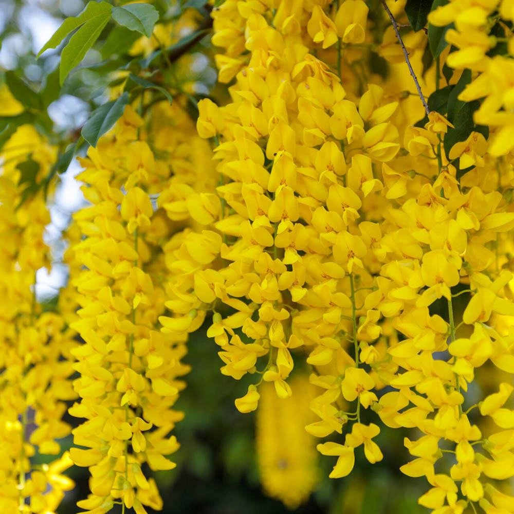 Salcam galben plangator (Laburnum anagyroides), cu flori galbene