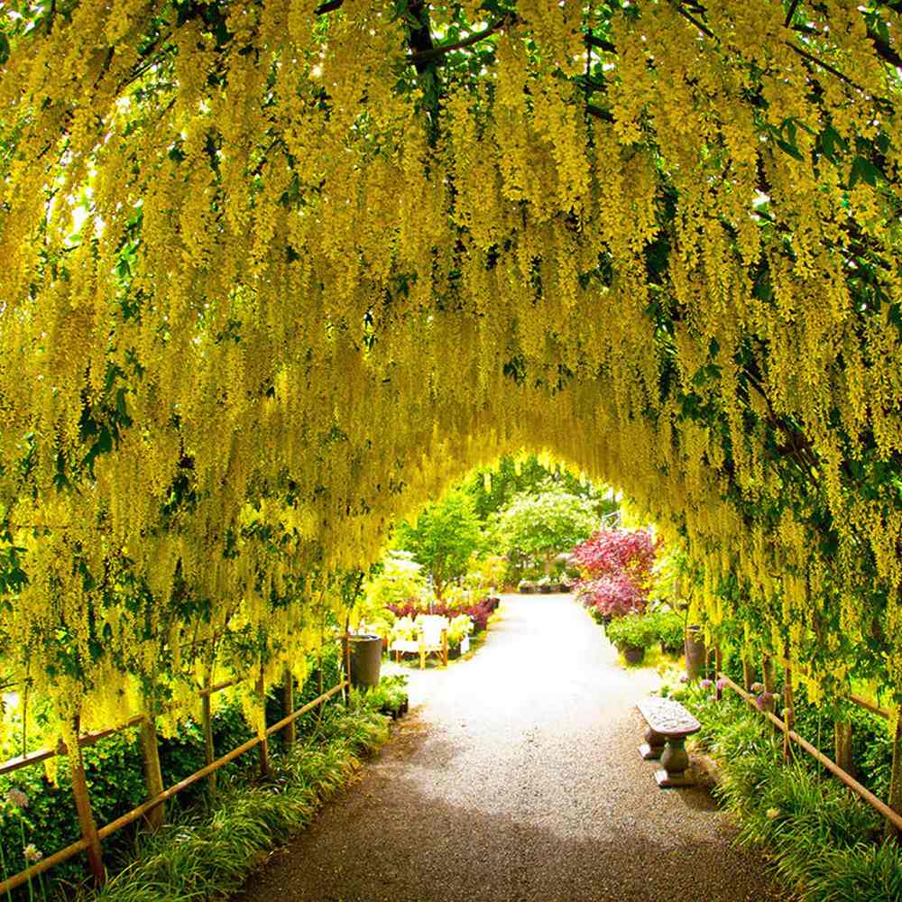 Плачеща жълта акация (Laburnum anagyroides), с жълти цветове