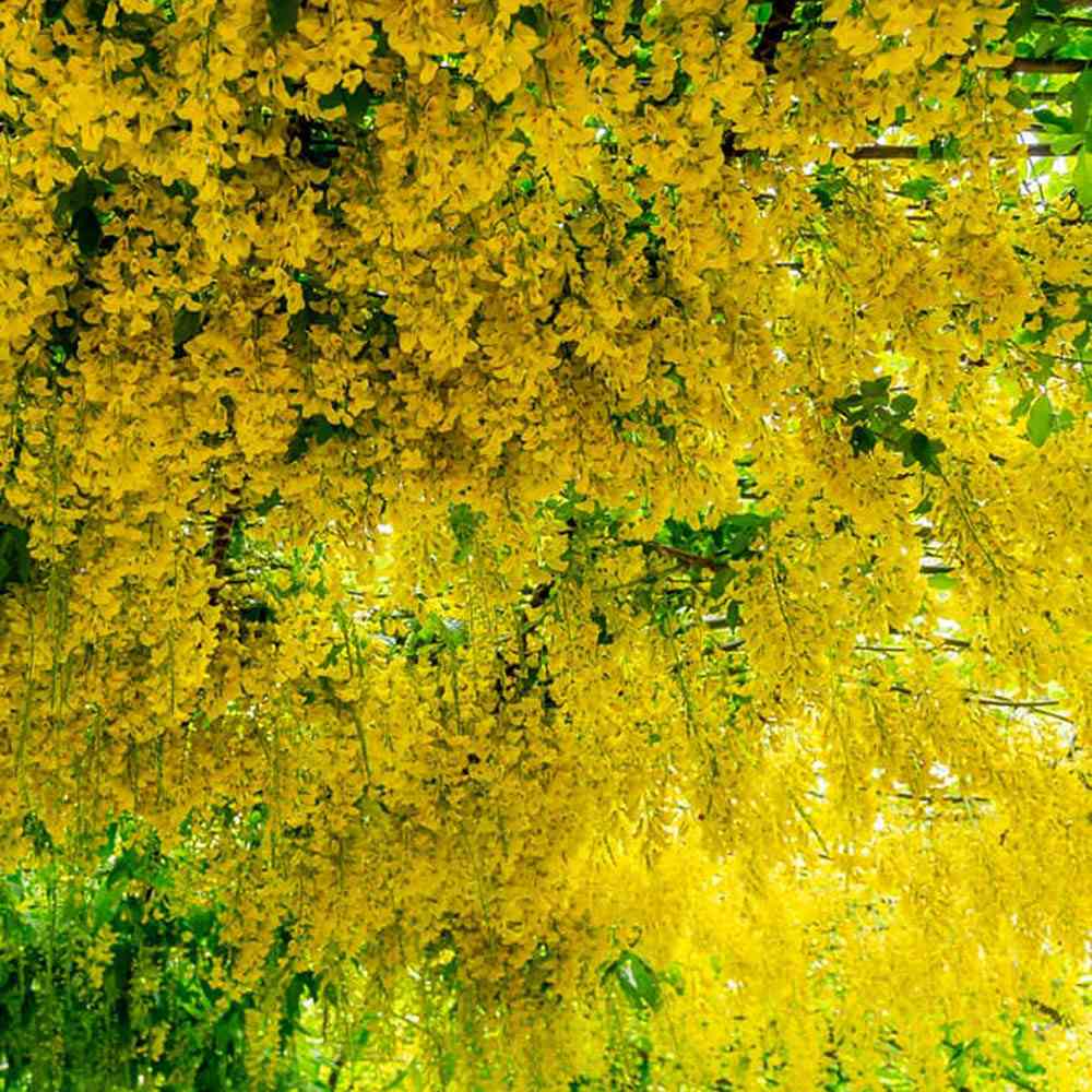 Плачеща жълта акация (Laburnum anagyroides), с жълти цветове
