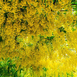 Плачеща жълта акация (Laburnum anagyroides), с жълти цветове