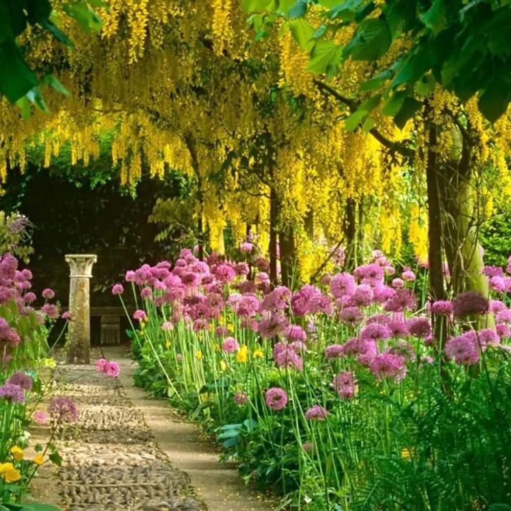 Плачеща жълта акация (Laburnum anagyroides), с жълти цветове