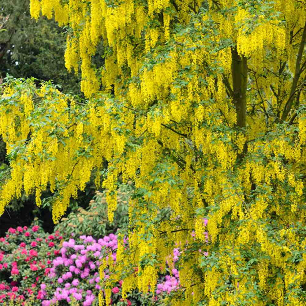 Плачеща жълта акация (Laburnum anagyroides), с жълти цветове