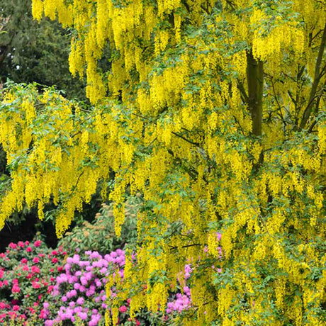 Плачеща жълта акация (Laburnum anagyroides), с жълти цветове